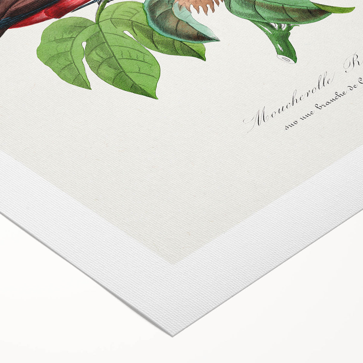 Romantic Art Prints: Vermilion Flycatcher and Botanical Study