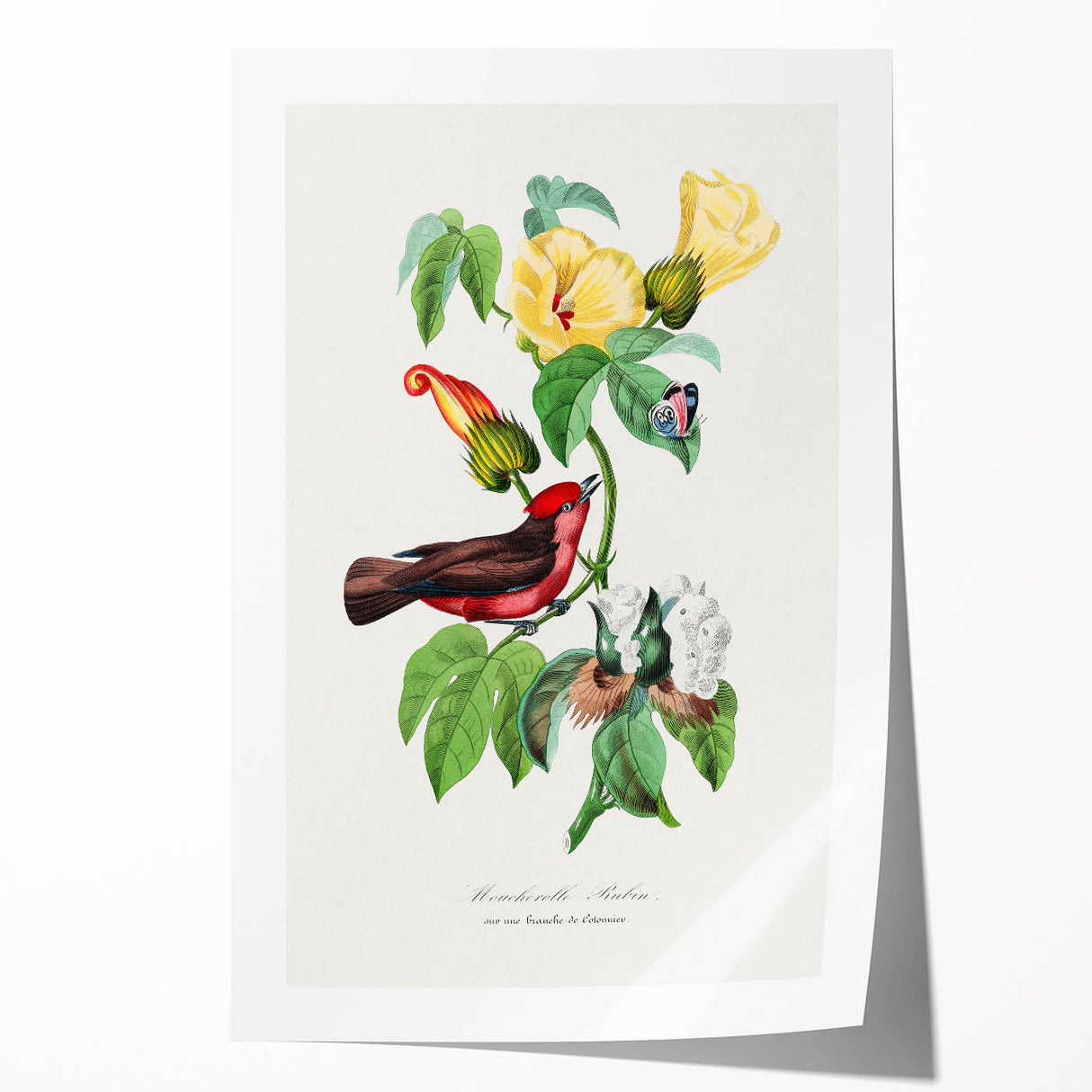 Romantic Art Prints: Vermilion Flycatcher and Botanical Study