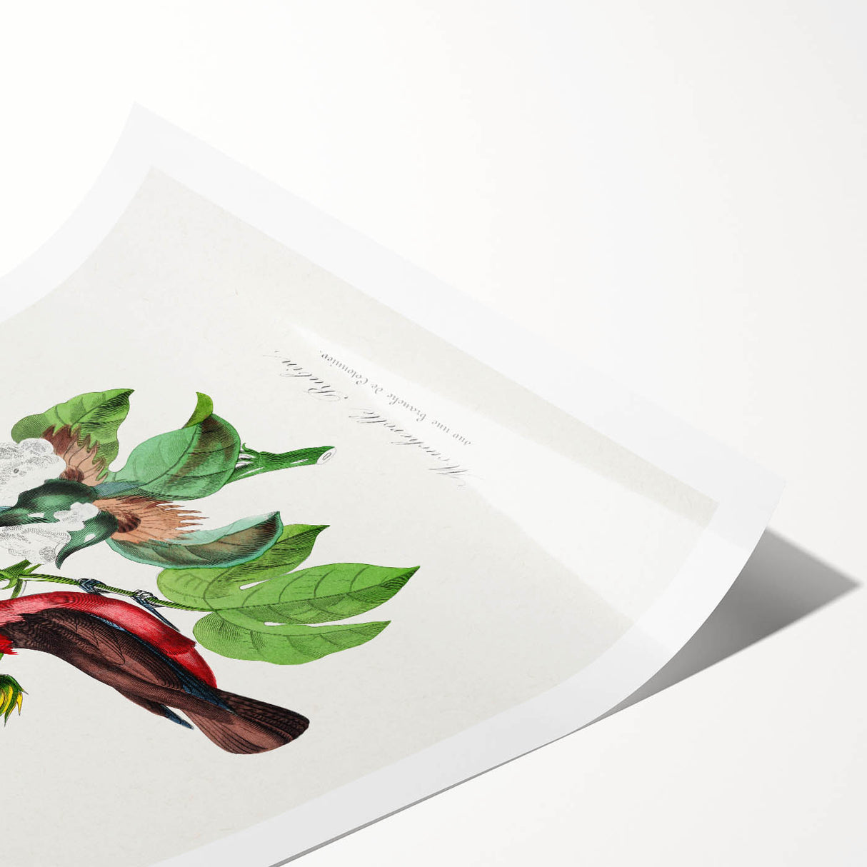 Romantic Art Prints: Vermilion Flycatcher and Botanical Study