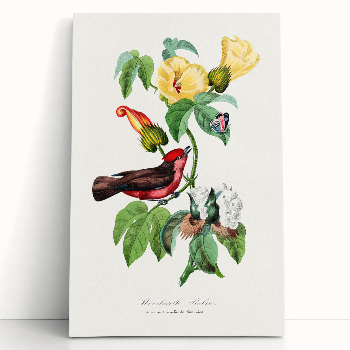 Romantic Art Prints: Vermilion Flycatcher and Botanical Study