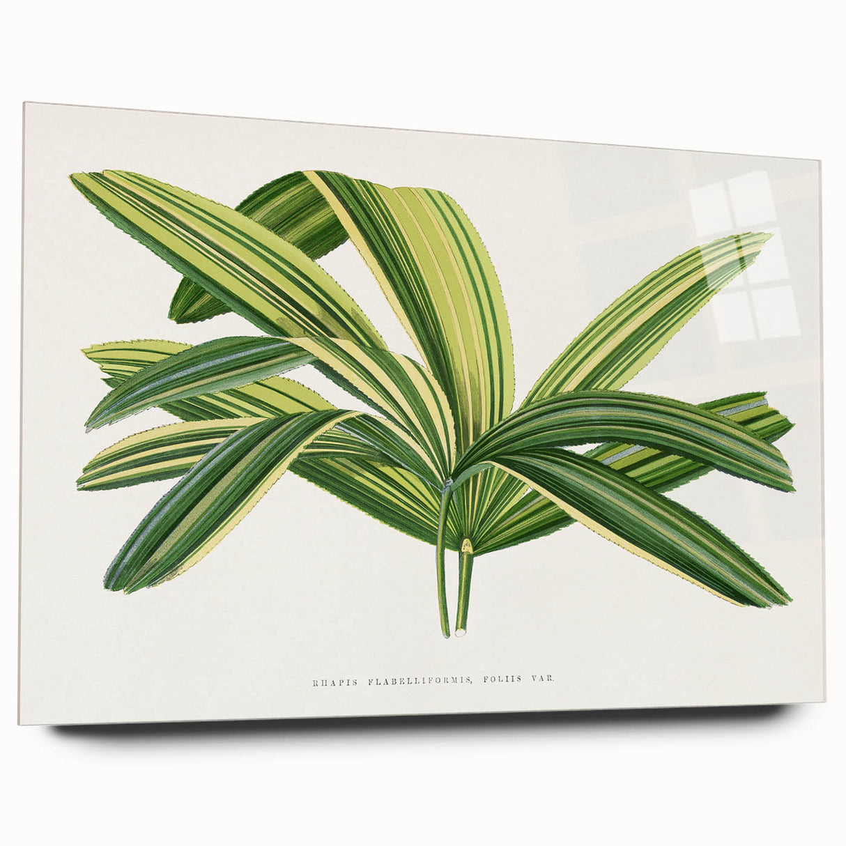 Romantic Art Prints: Broadleaf Lady Palm Botanical Illustration