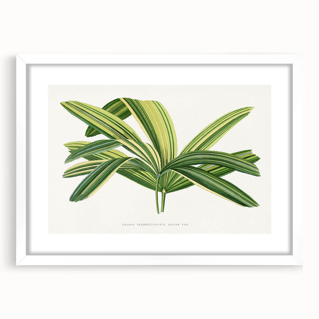 Romantic Art Prints: Broadleaf Lady Palm Botanical Illustration