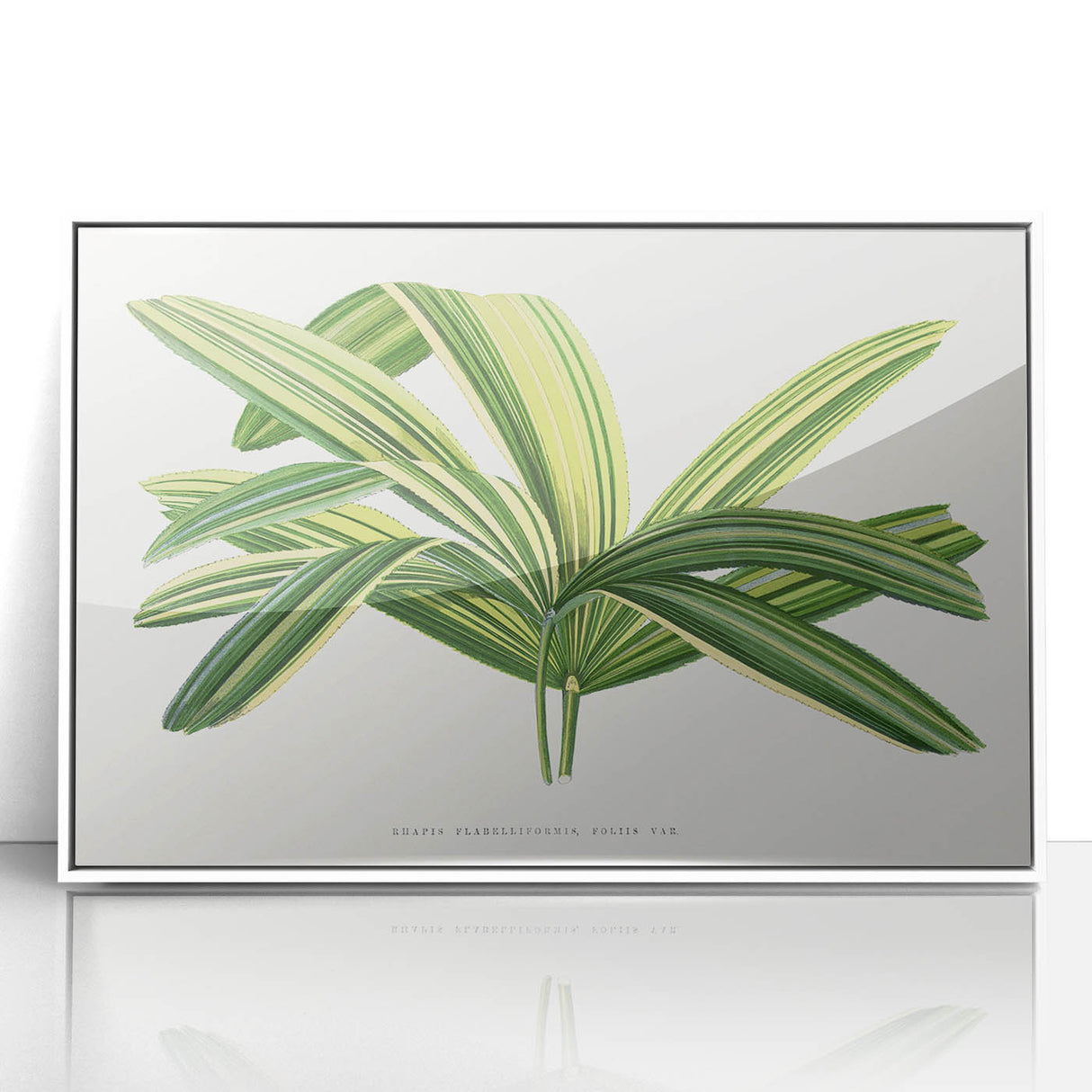 Romantic Art Prints: Broadleaf Lady Palm Botanical Illustration