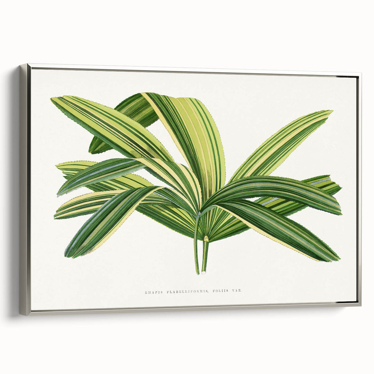 Romantic Art Prints: Broadleaf Lady Palm Botanical Illustration