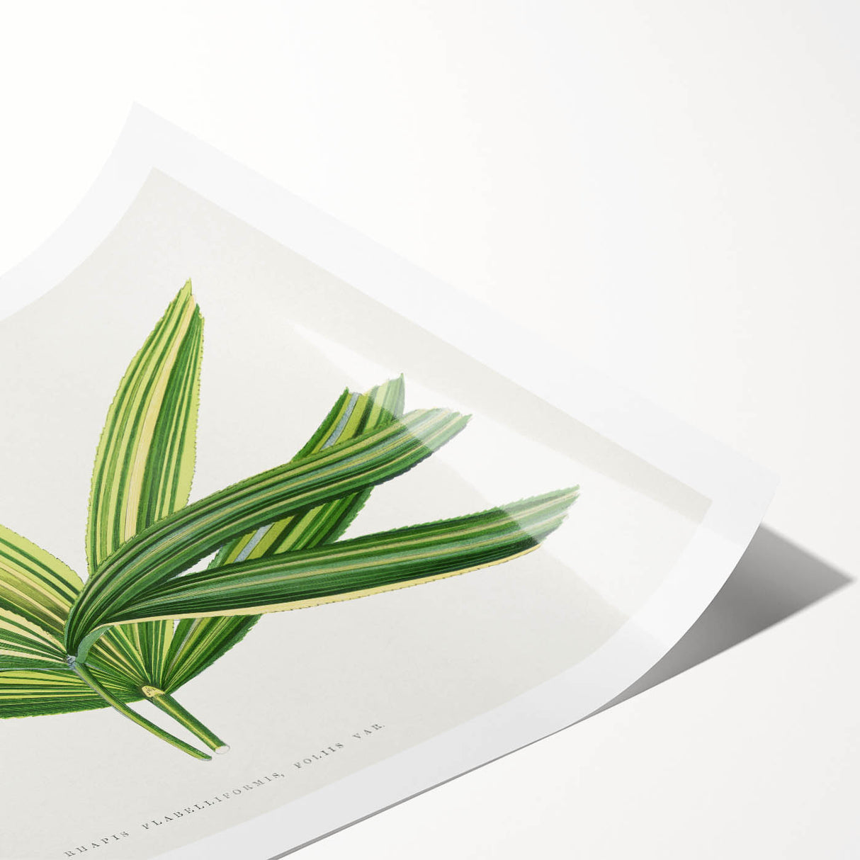 Romantic Art Prints: Broadleaf Lady Palm Botanical Illustration