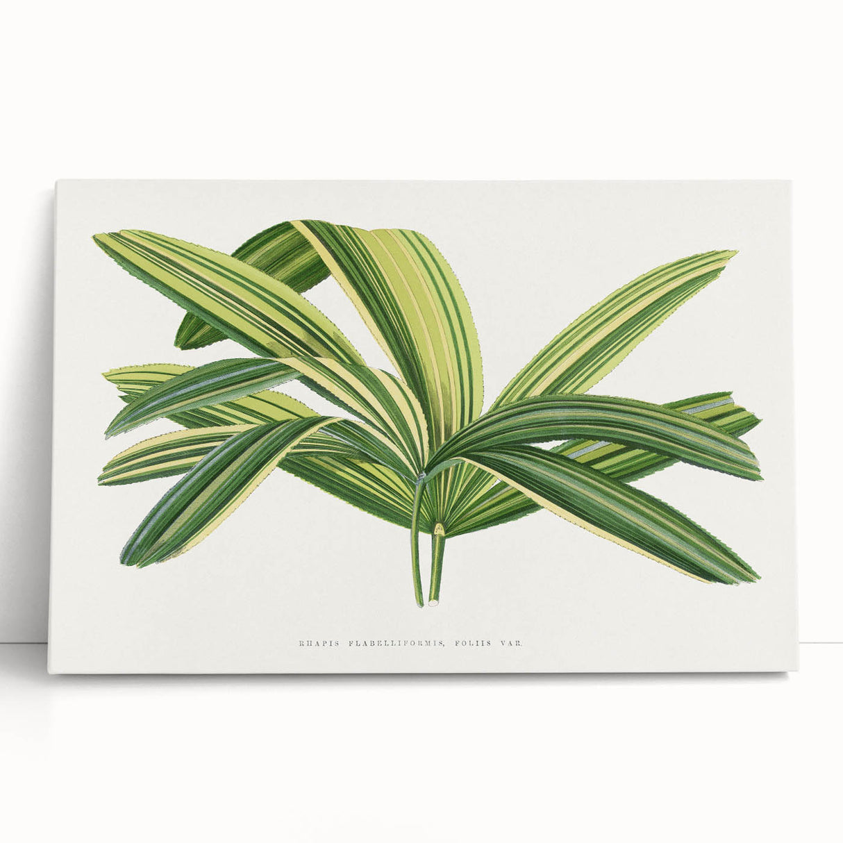 Romantic Art Prints: Broadleaf Lady Palm Botanical Illustration