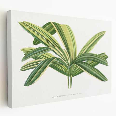 Romantic Art Prints: Broadleaf Lady Palm Botanical Illustration