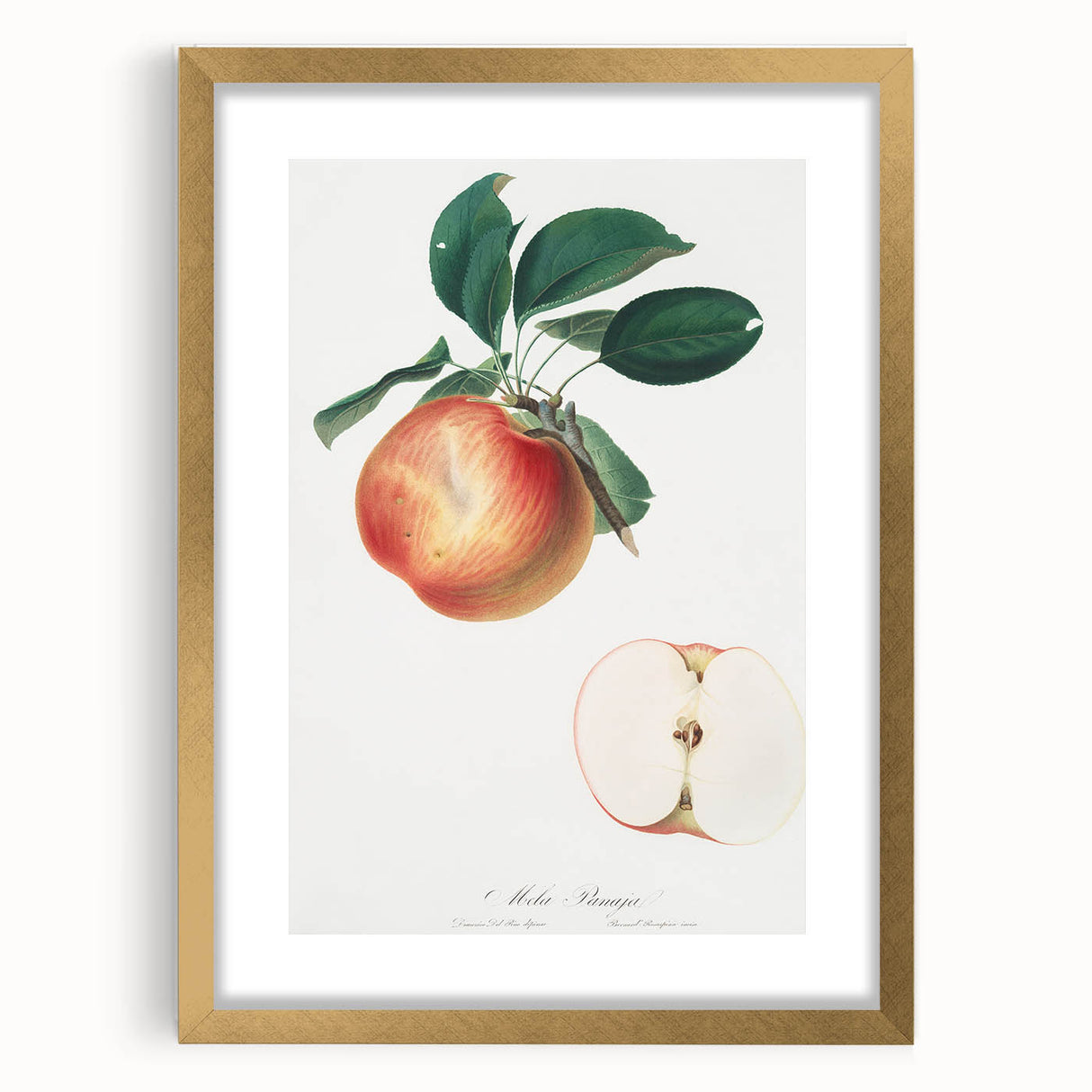 Romantic Art Prints: Apple Illustration from Pomona Italiana