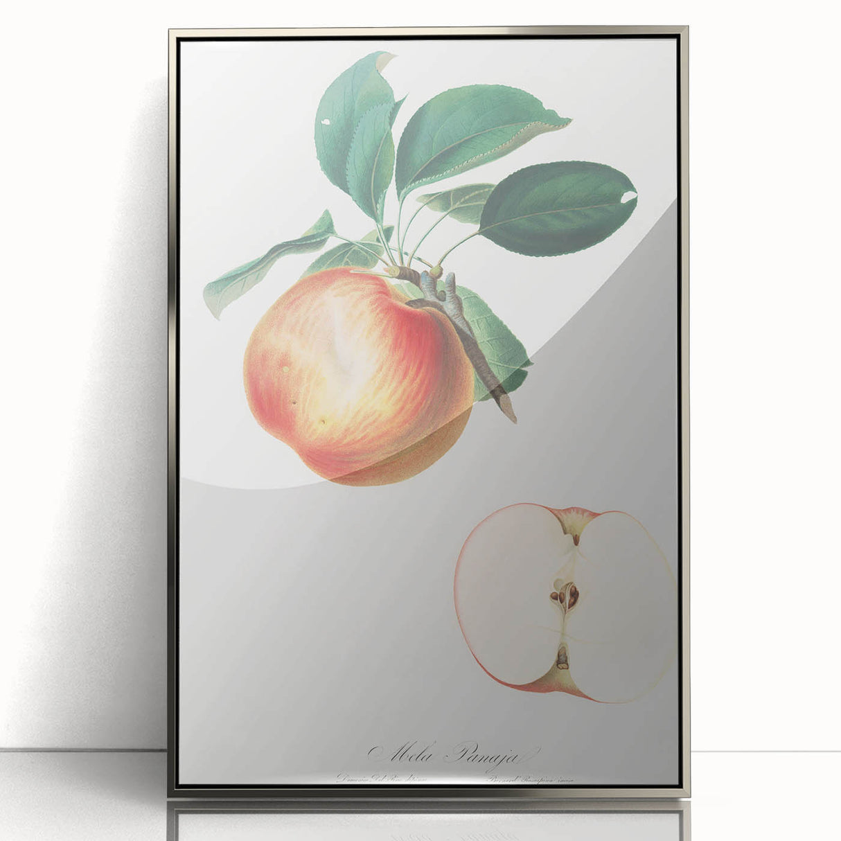 Romantic Art Prints: Apple Illustration from Pomona Italiana
