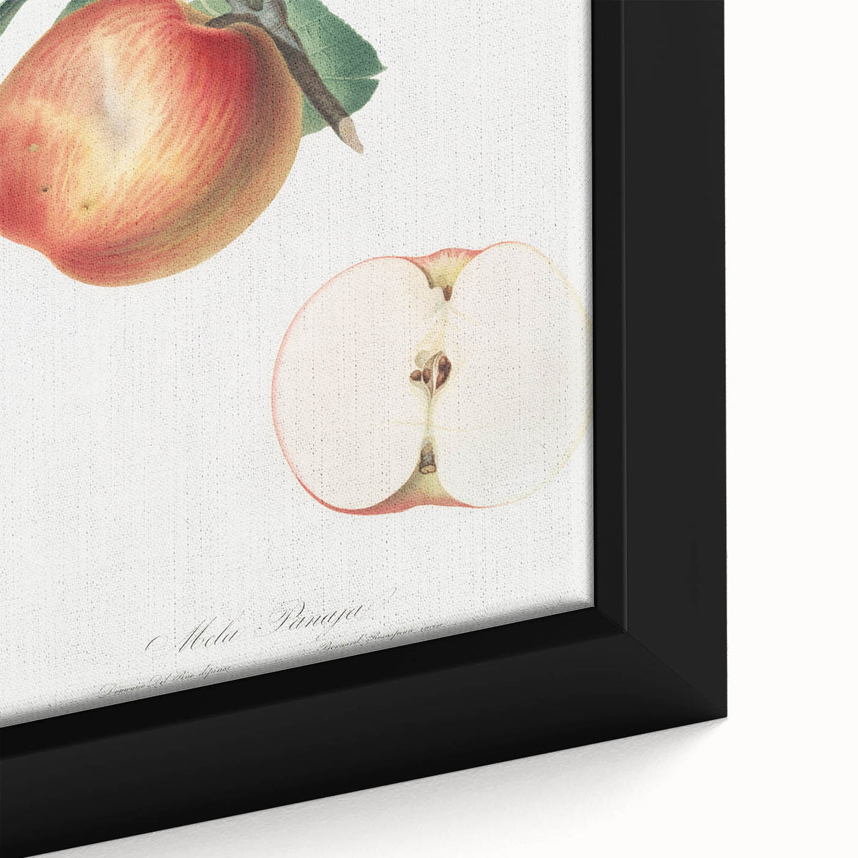 Romantic Art Prints: Apple Illustration from Pomona Italiana