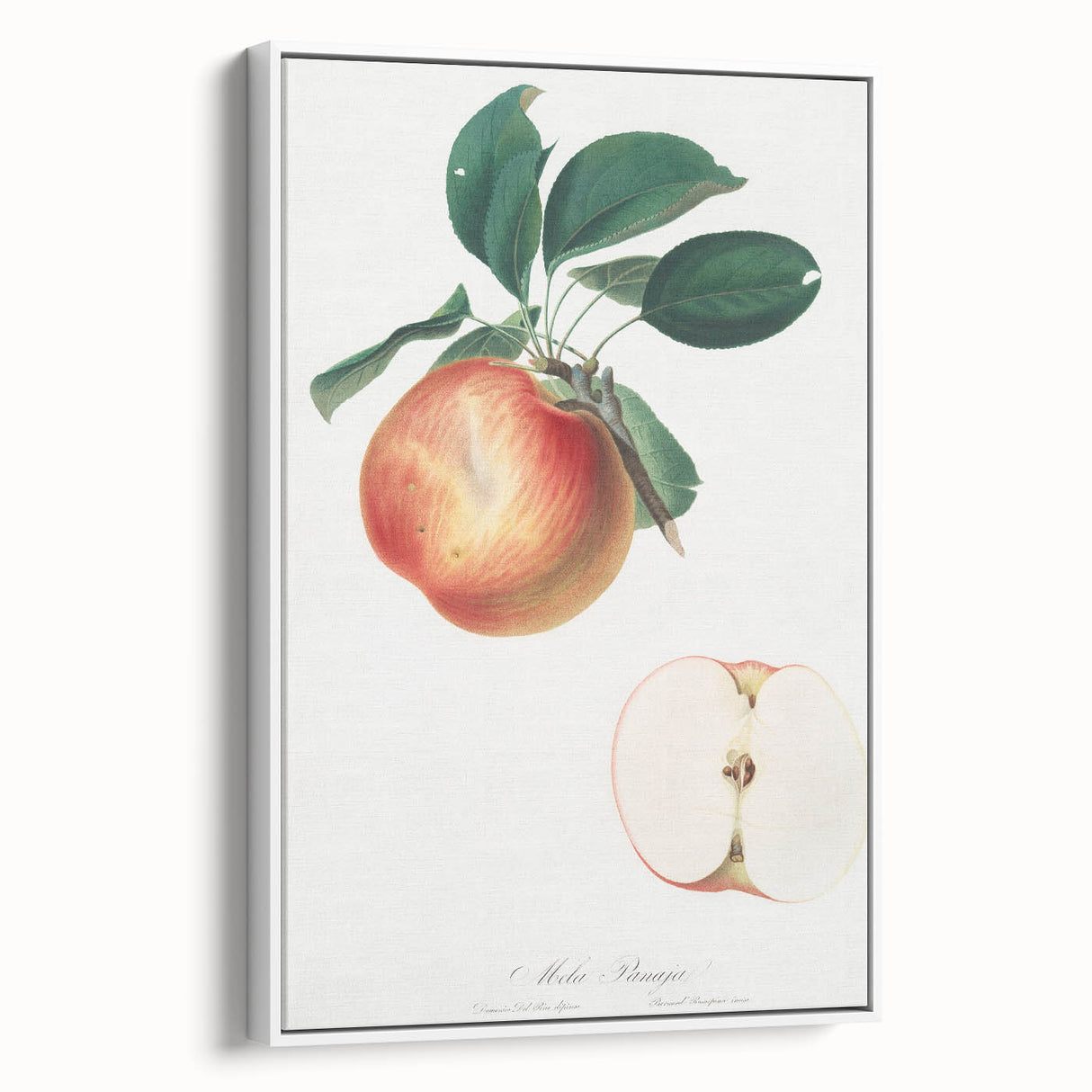 Romantic Art Prints: Apple Illustration from Pomona Italiana