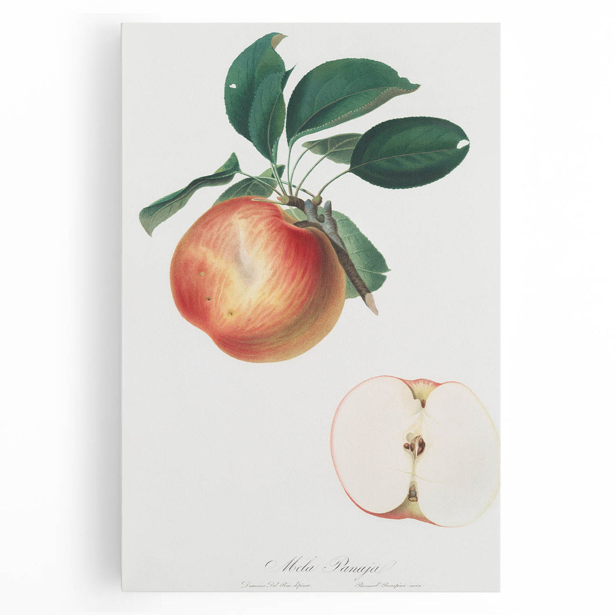 Romantic Art Prints: Apple Illustration from Pomona Italiana