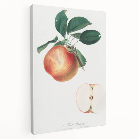 Romantic Art Prints: Apple Illustration from Pomona Italiana