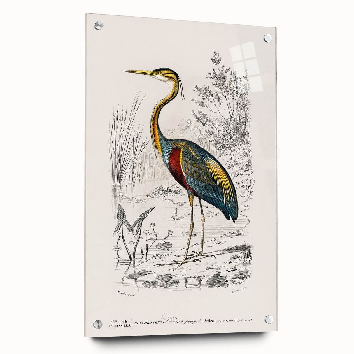 Romantic Art Prints: Purple Heron by Charles Dessalines d'Orbigny