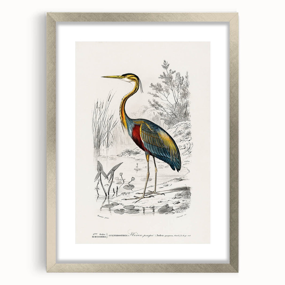 Romantic Art Prints: Purple Heron by Charles Dessalines d'Orbigny