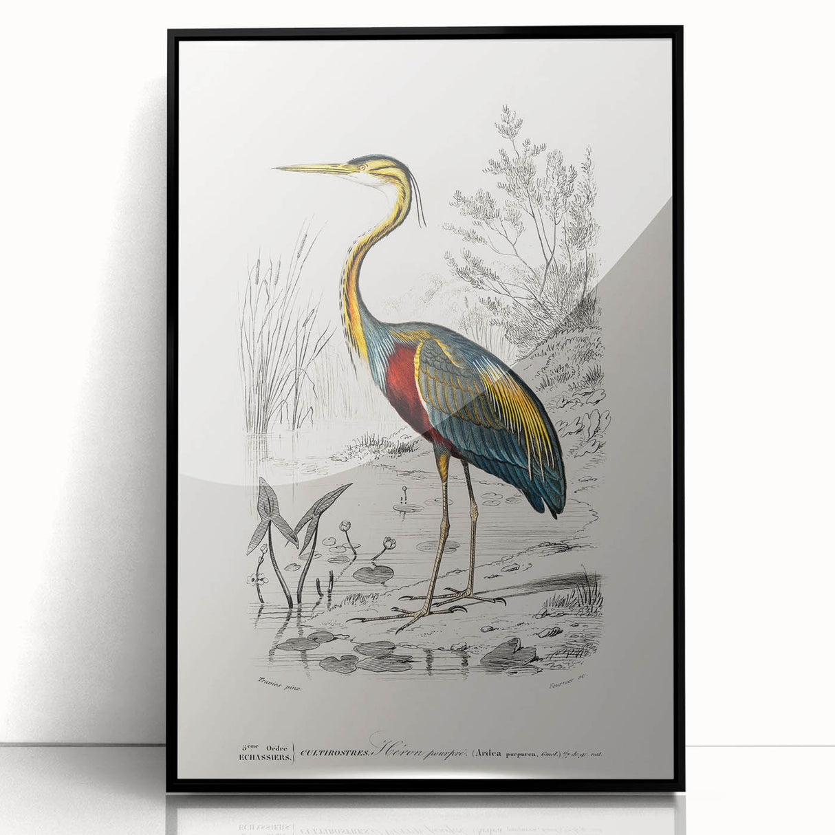 Romantic Art Prints: Purple Heron by Charles Dessalines d'Orbigny
