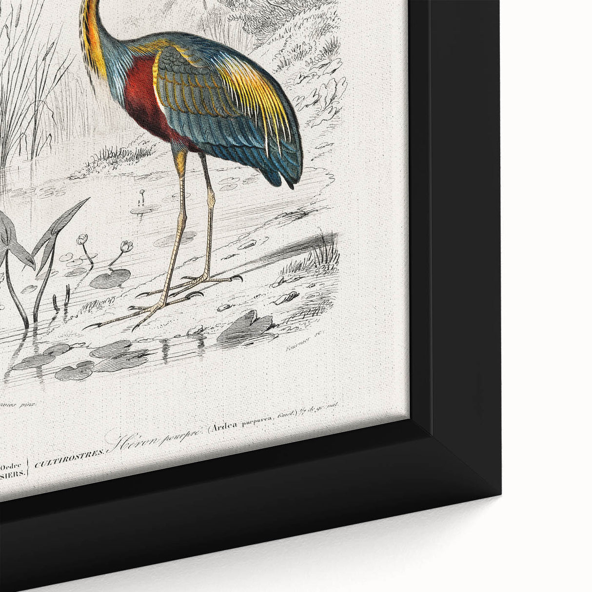 Romantic Art Prints: Purple Heron by Charles Dessalines d'Orbigny