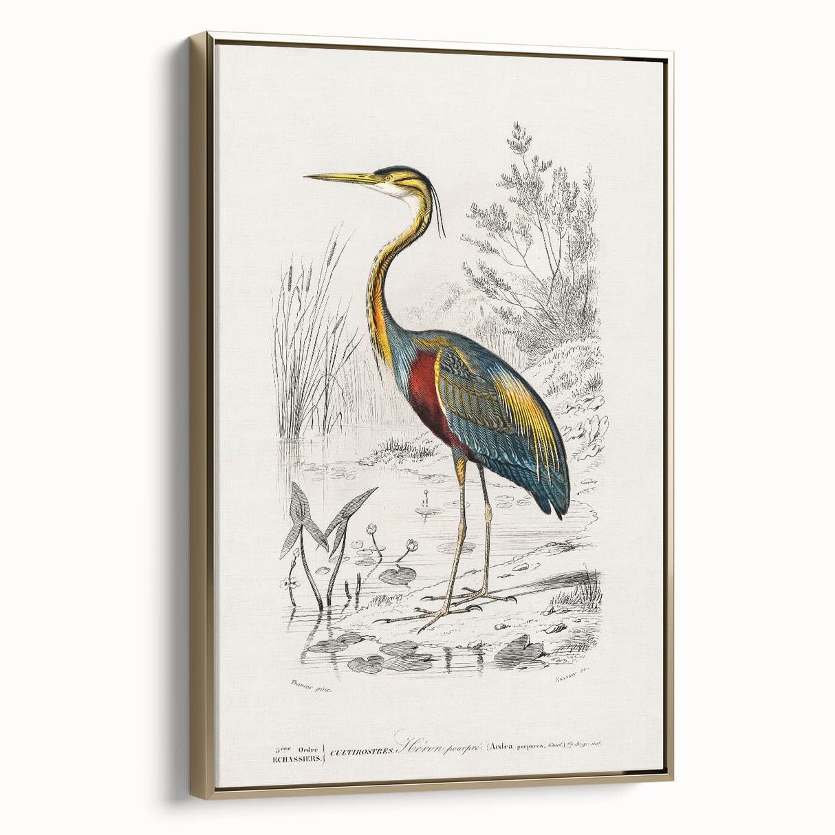 Romantic Art Prints: Purple Heron by Charles Dessalines d'Orbigny