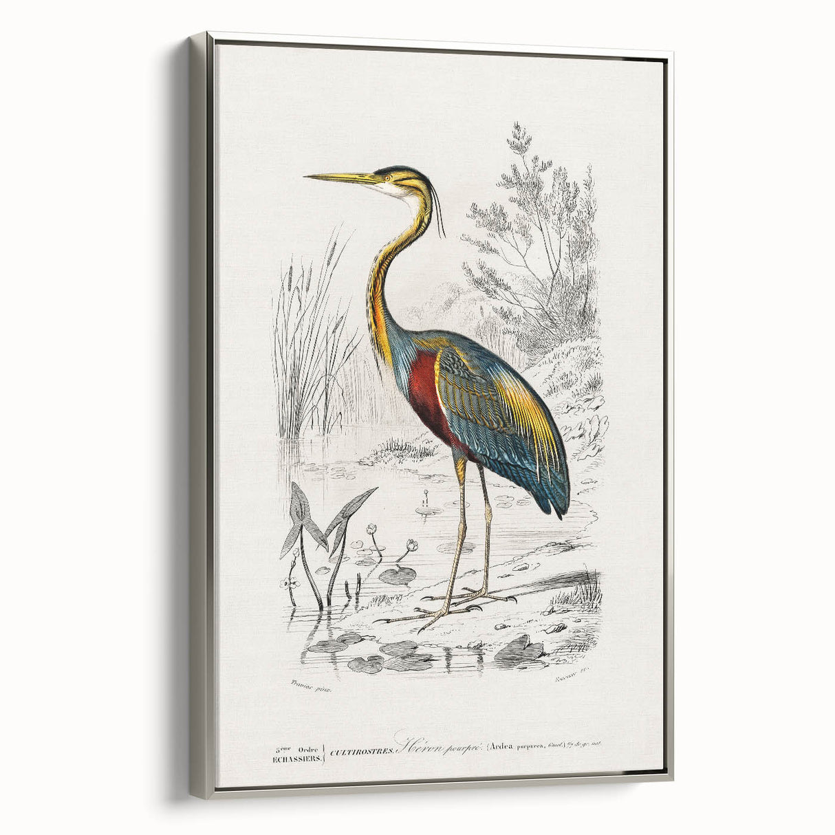 Romantic Art Prints: Purple Heron by Charles Dessalines d'Orbigny