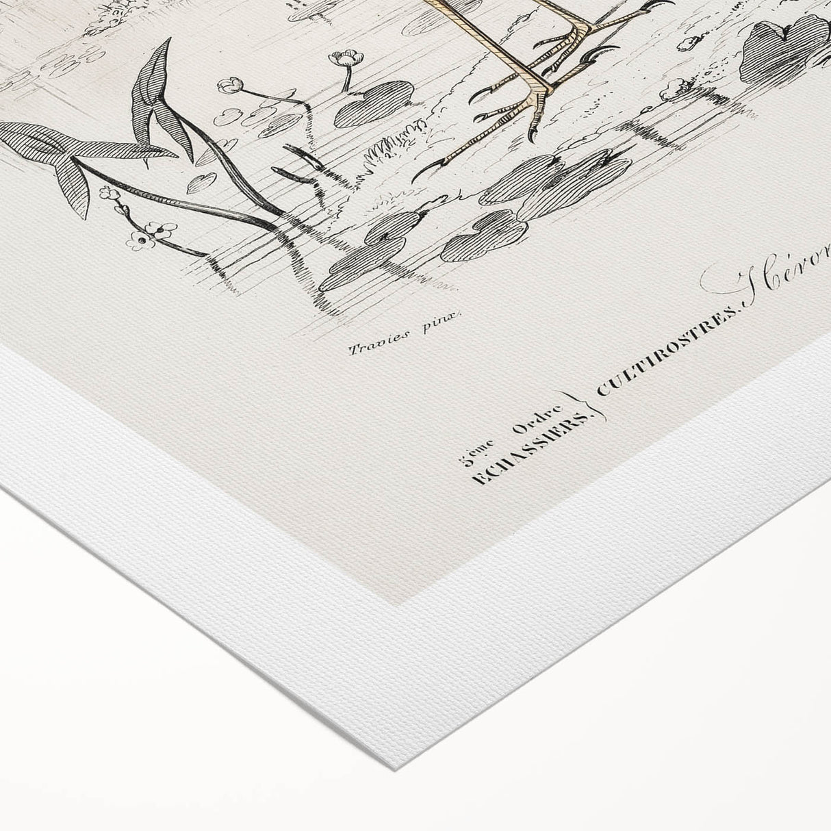 Romantic Art Prints: Purple Heron by Charles Dessalines d'Orbigny