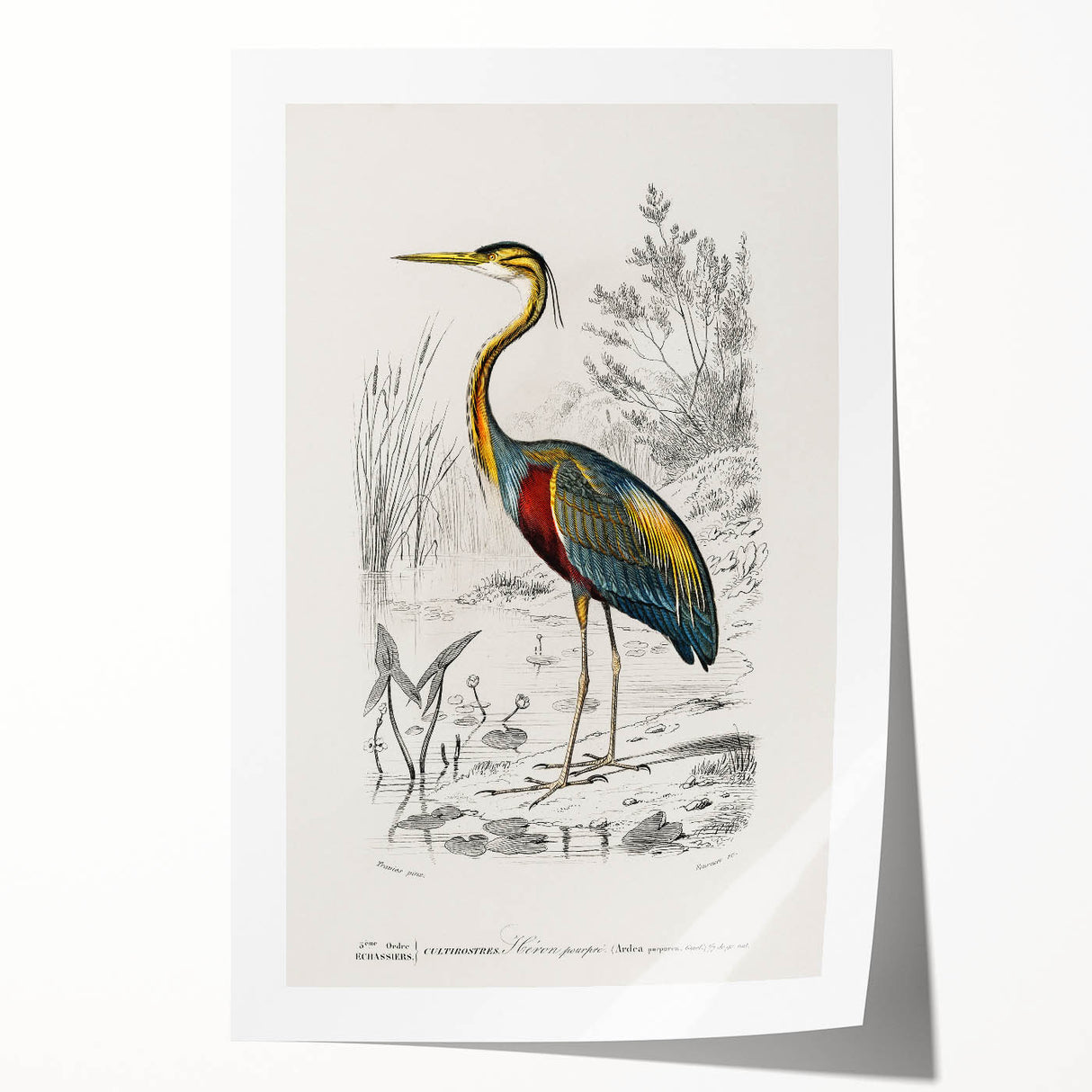 Romantic Art Prints: Purple Heron by Charles Dessalines d'Orbigny