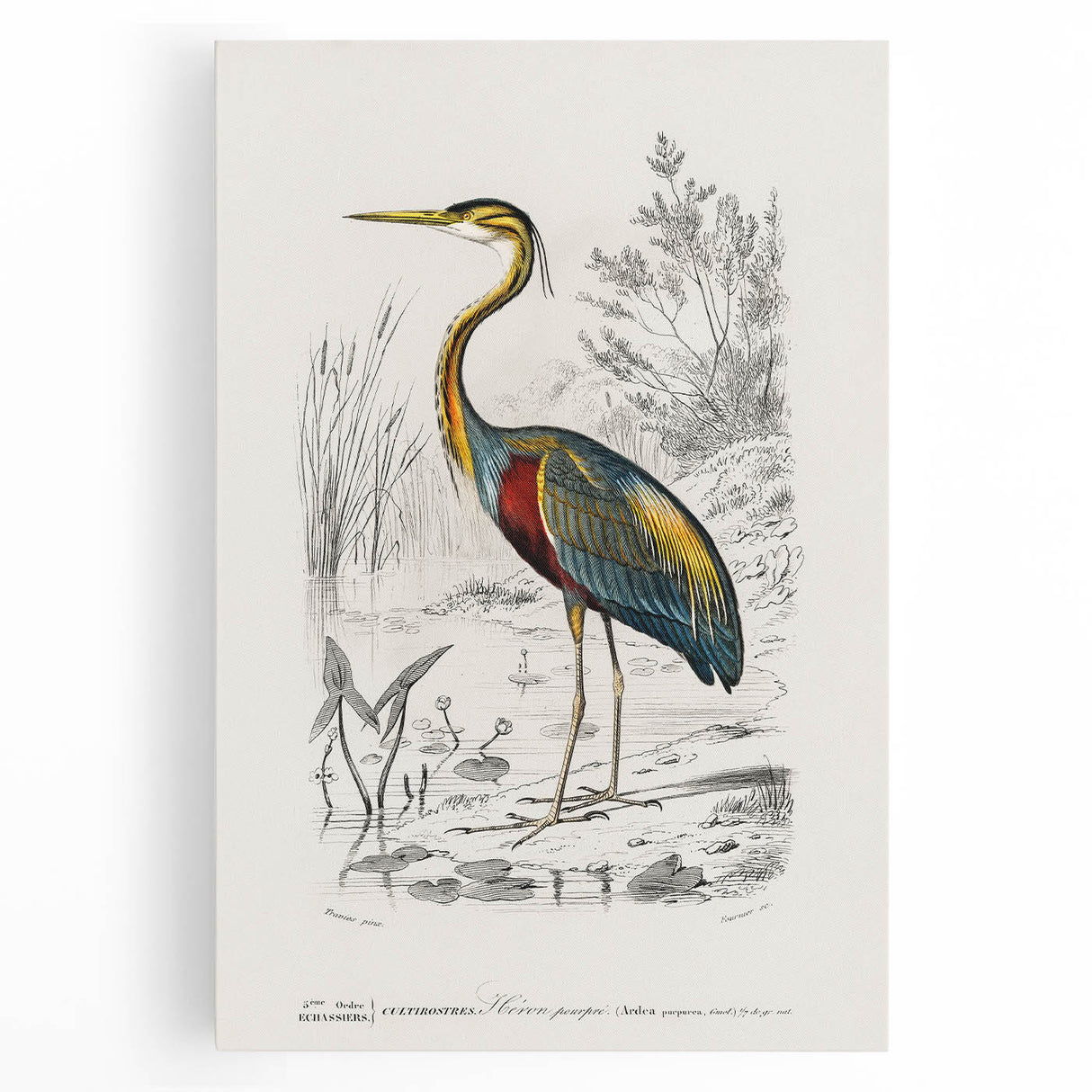 Romantic Art Prints: Purple Heron by Charles Dessalines d'Orbigny