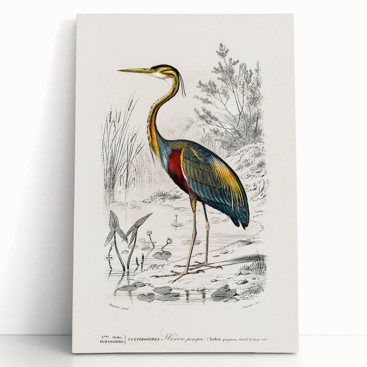 Romantic Art Prints: Purple Heron by Charles Dessalines d'Orbigny
