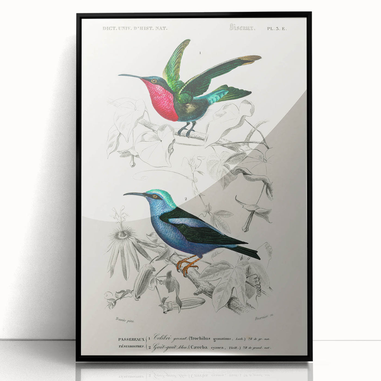 Romantic Art Prints: Vibrant Hummingbirds by Charles Dessalines d'Orbigny