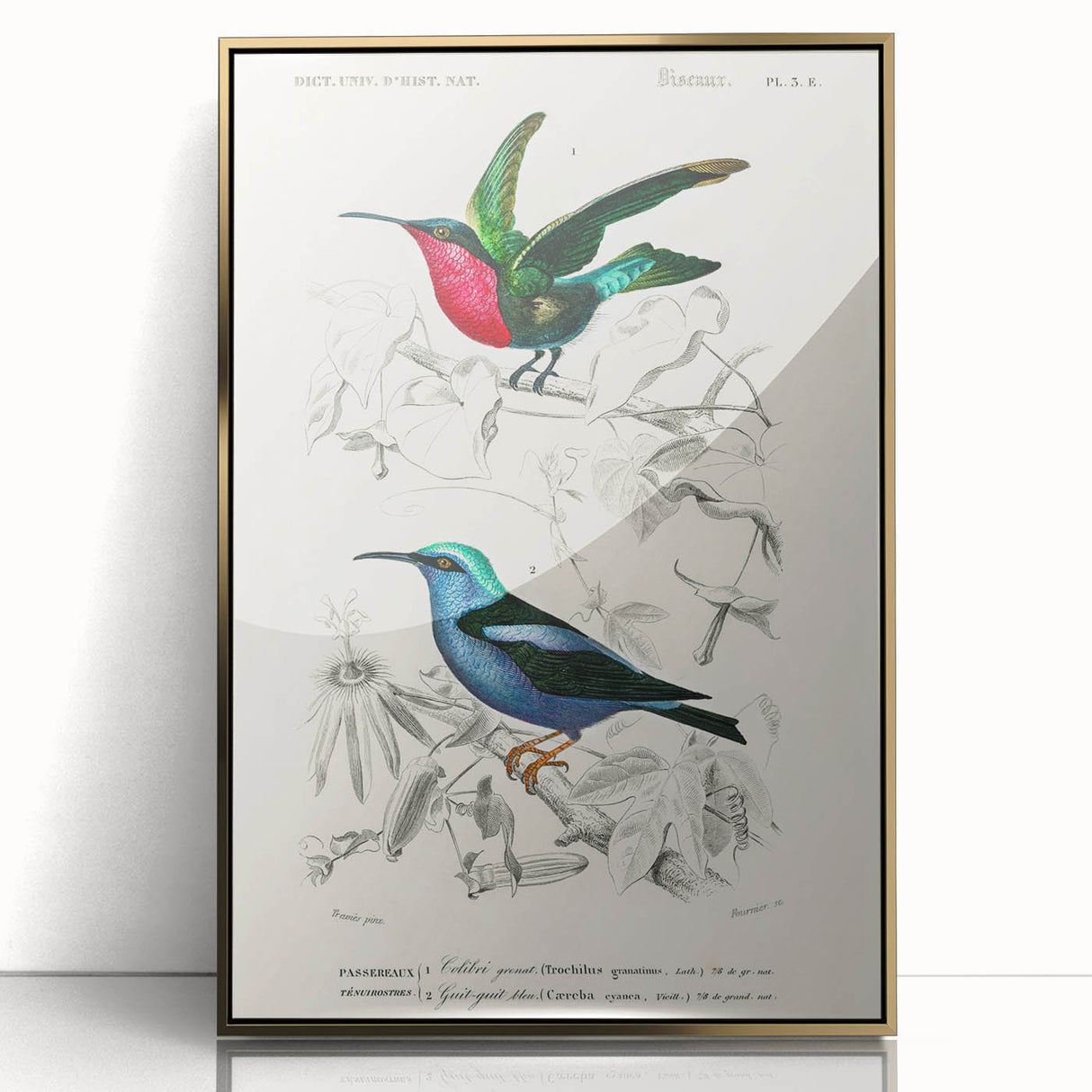Romantic Art Prints: Vibrant Hummingbirds by Charles Dessalines d'Orbigny