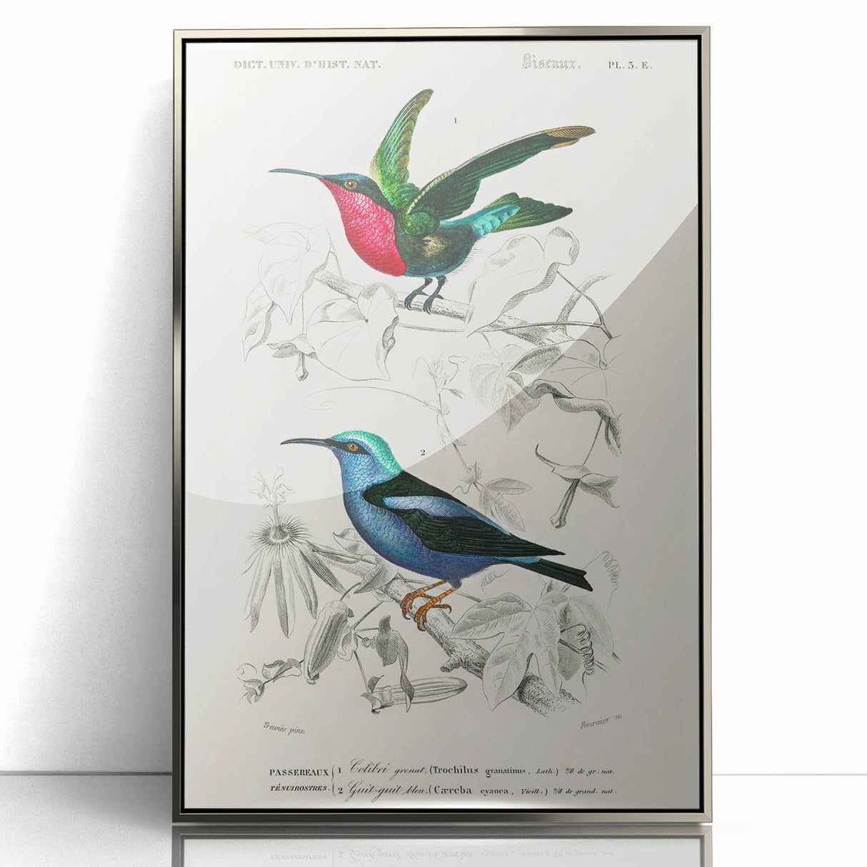 Romantic Art Prints: Vibrant Hummingbirds by Charles Dessalines d'Orbigny