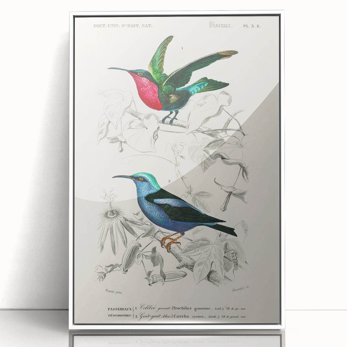 Romantic Art Prints: Vibrant Hummingbirds by Charles Dessalines d'Orbigny