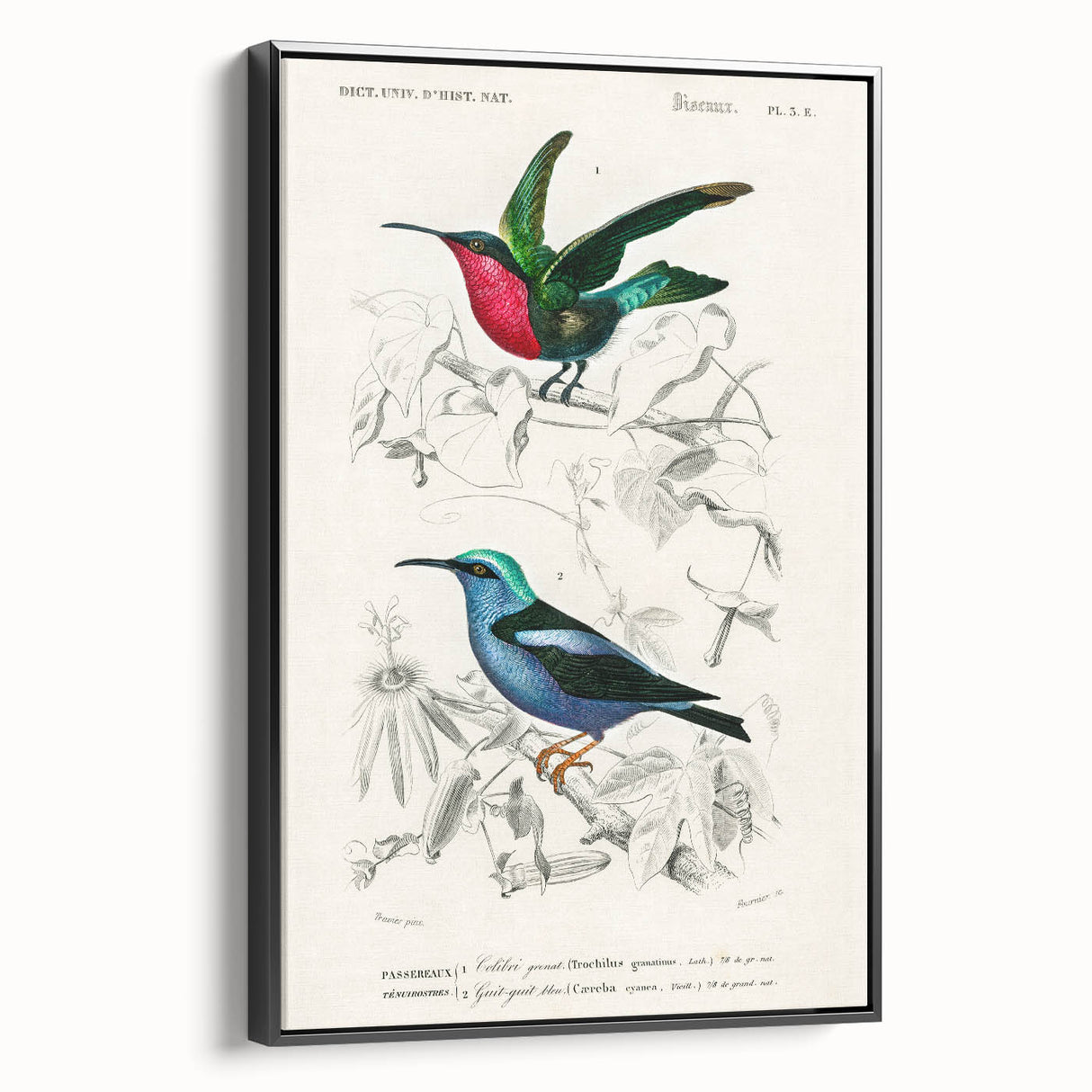 Romantic Art Prints: Vibrant Hummingbirds by Charles Dessalines d'Orbigny