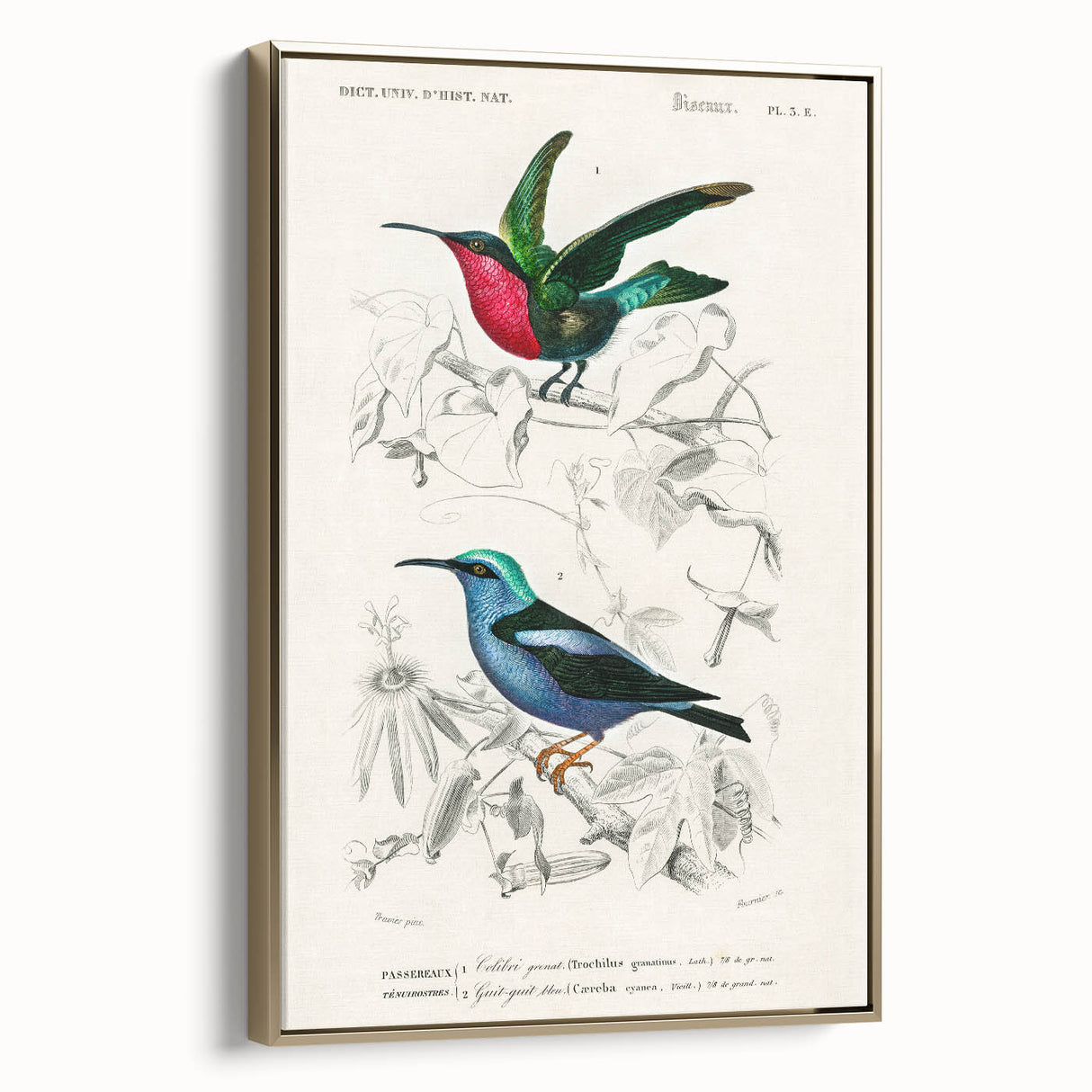 Romantic Art Prints: Vibrant Hummingbirds by Charles Dessalines d'Orbigny