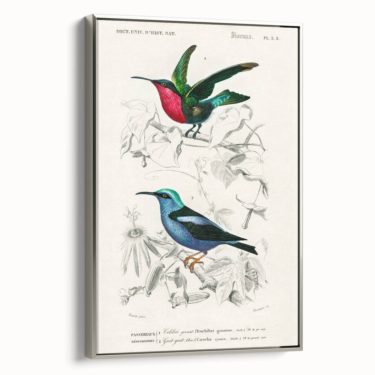 Romantic Art Prints: Vibrant Hummingbirds by Charles Dessalines d'Orbigny