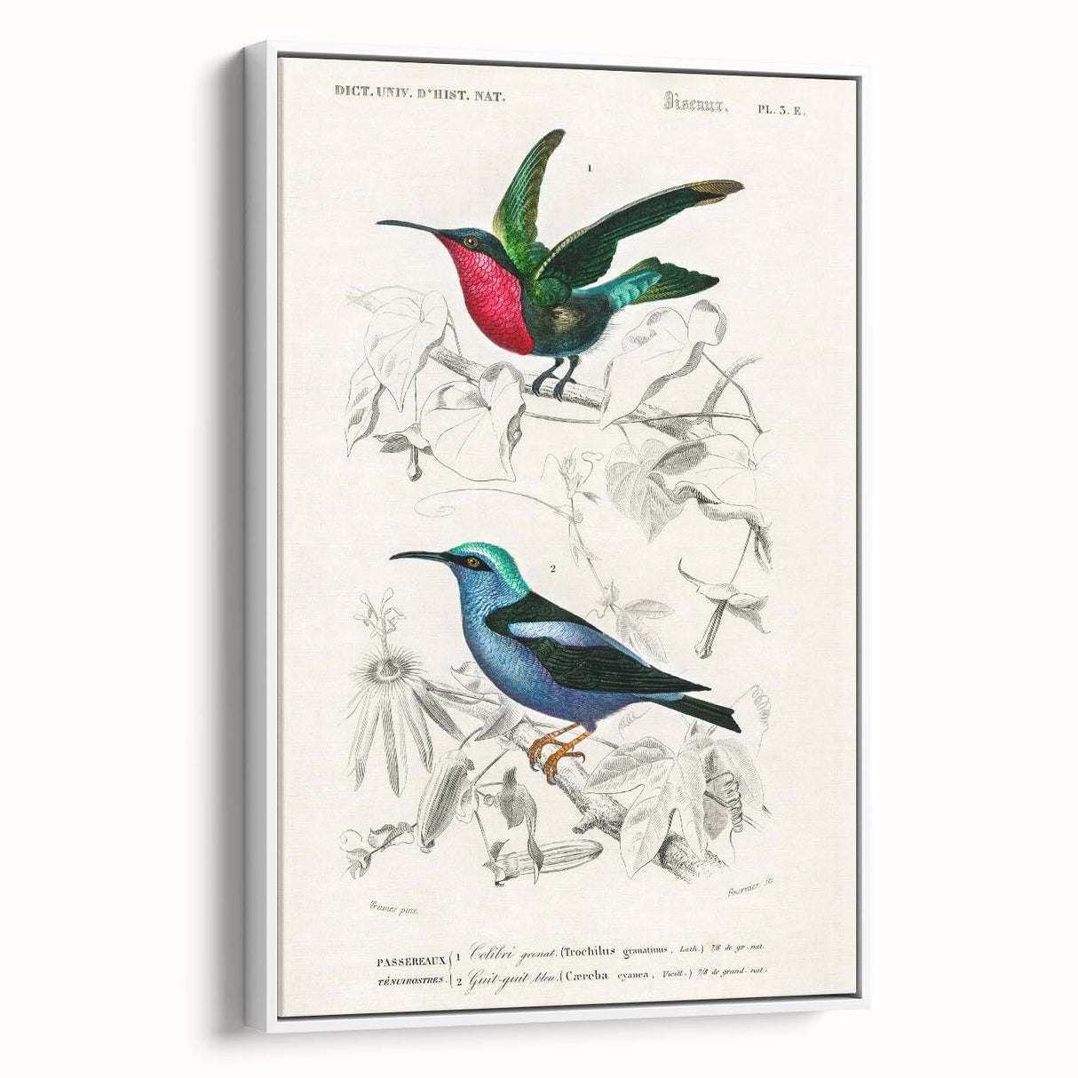 Romantic Art Prints: Vibrant Hummingbirds by Charles Dessalines d'Orbigny