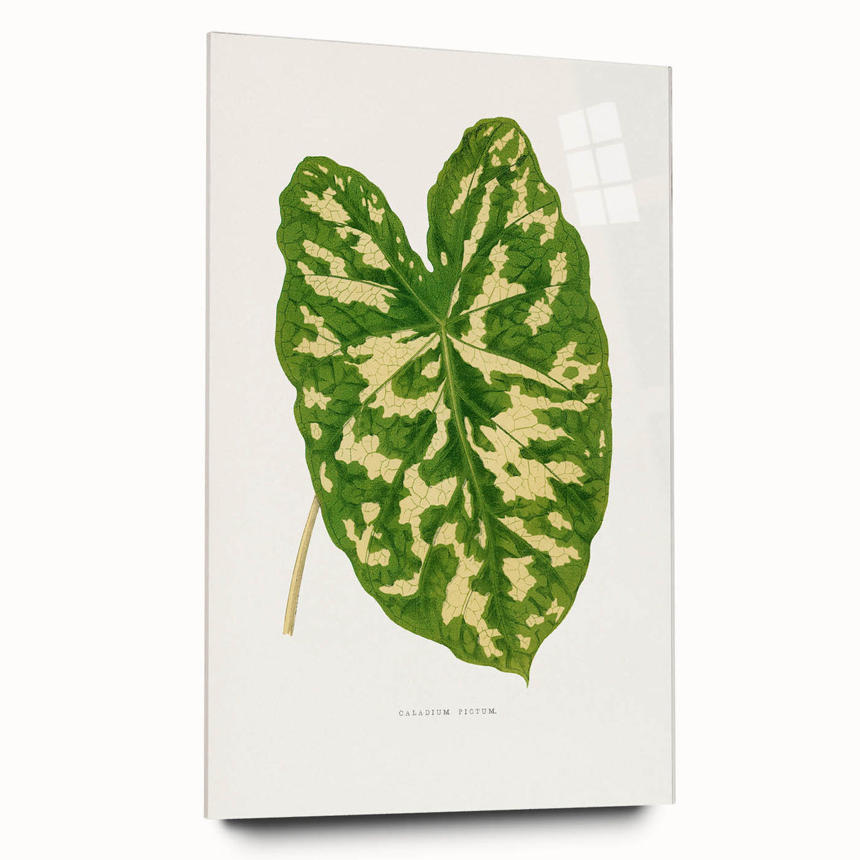 Caladium Pictum Leaf - Romanticism Botanical Canvas Wall Art