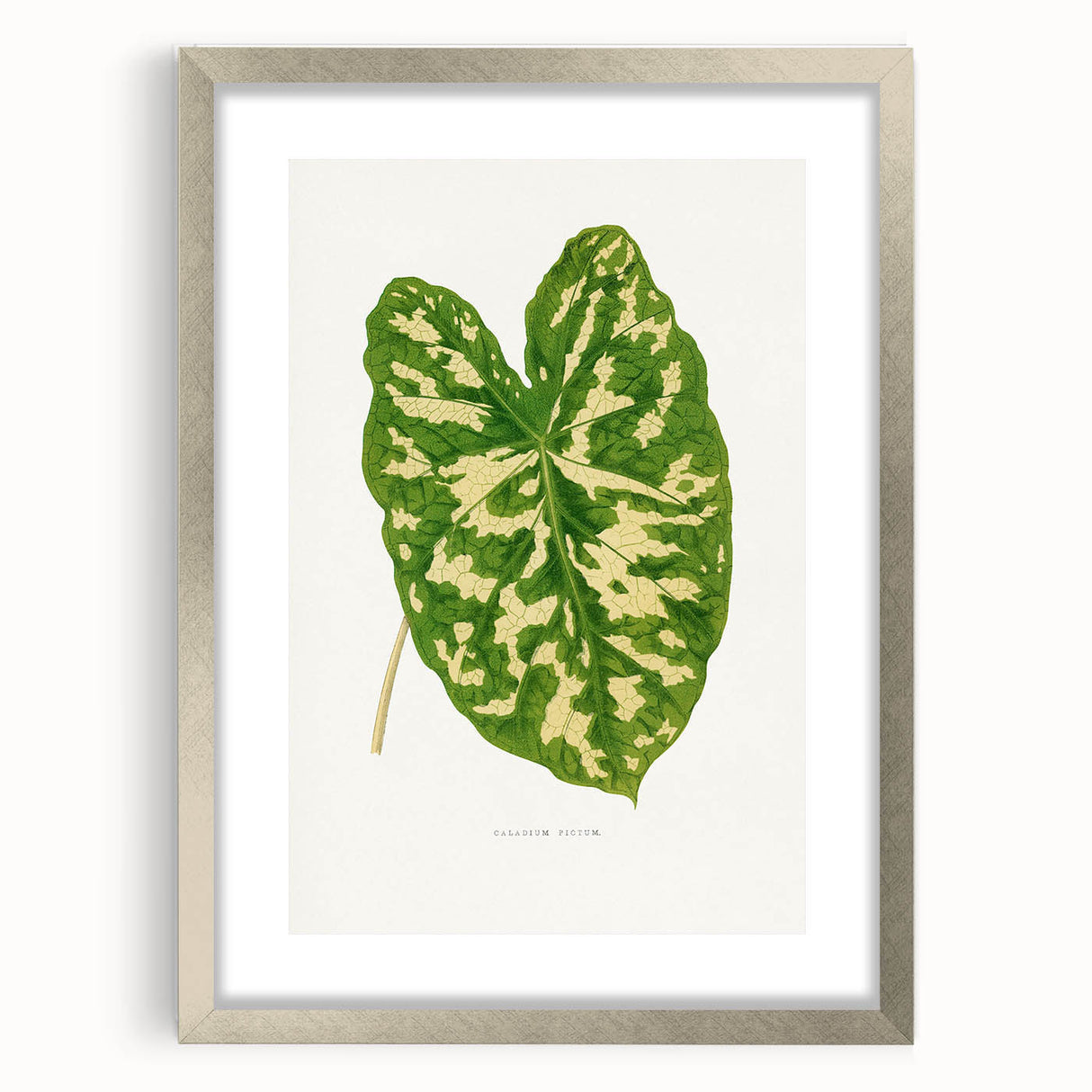 Caladium Pictum Leaf - Romanticism Botanical Canvas Wall Art