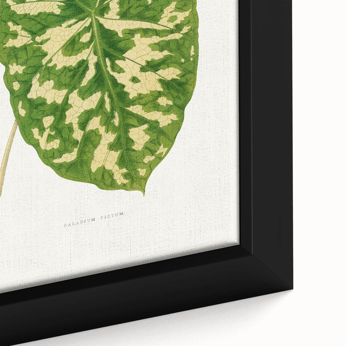 Caladium Pictum Leaf - Romanticism Botanical Canvas Wall Art