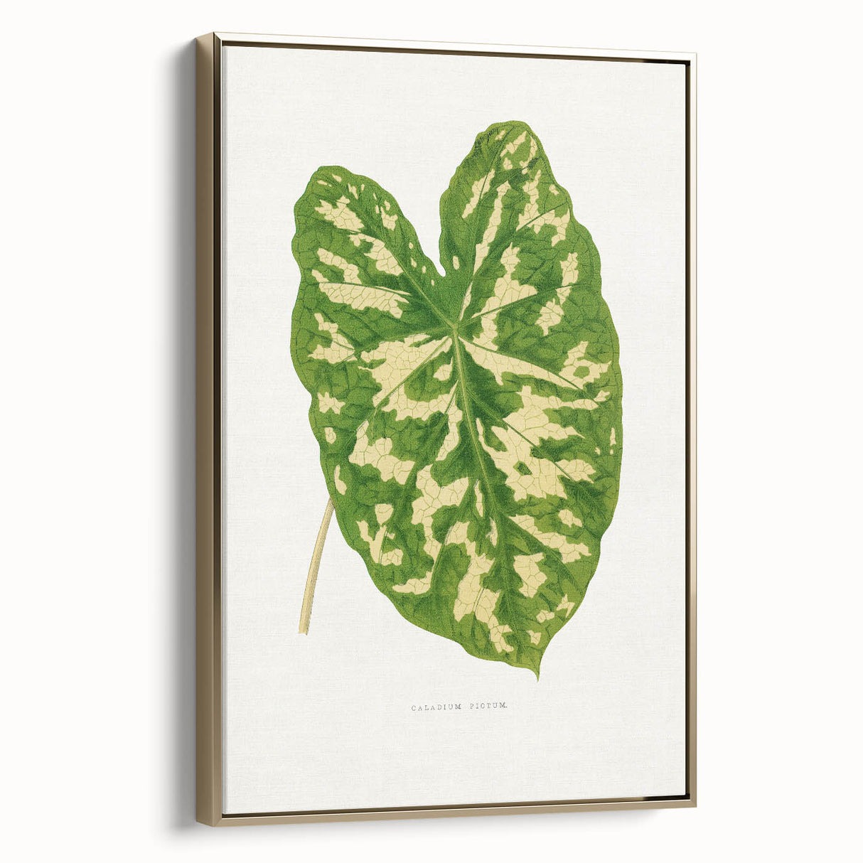 Caladium Pictum Leaf - Romanticism Botanical Canvas Wall Art