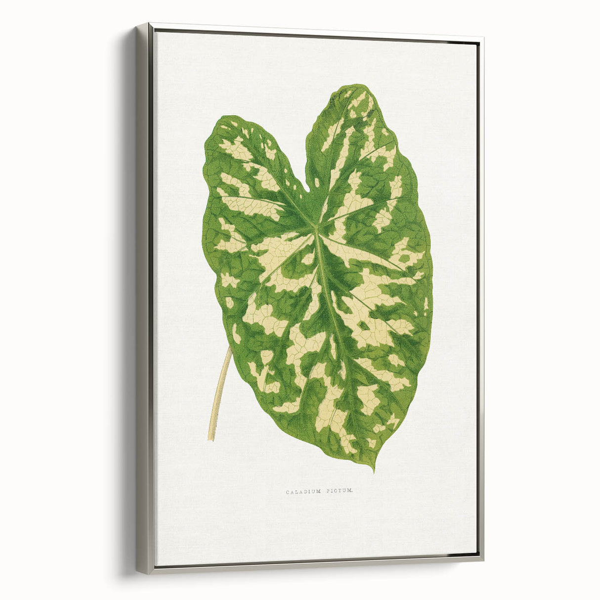 Caladium Pictum Leaf - Romanticism Botanical Canvas Wall Art