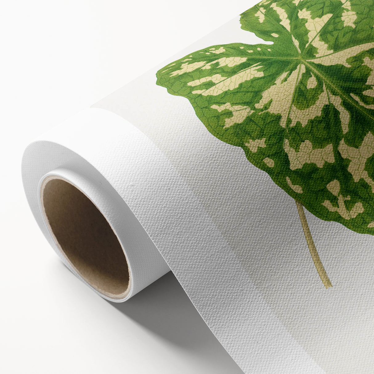 Caladium Pictum Leaf - Romanticism Botanical Canvas Wall Art