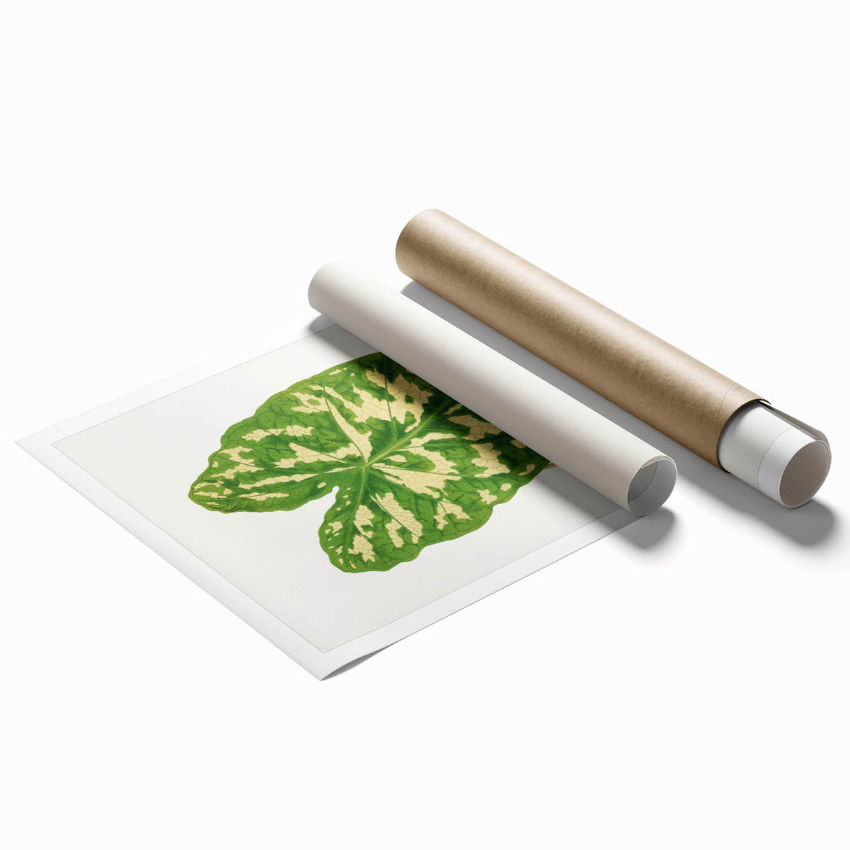 Caladium Pictum Leaf - Romanticism Botanical Canvas Wall Art