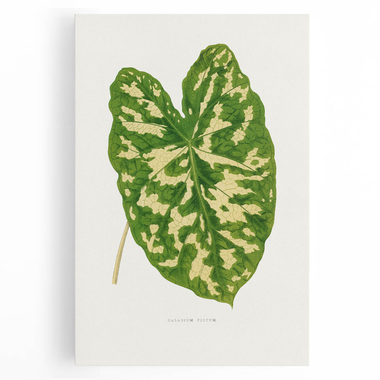 Caladium Pictum Leaf - Romanticism Botanical Canvas Wall Art