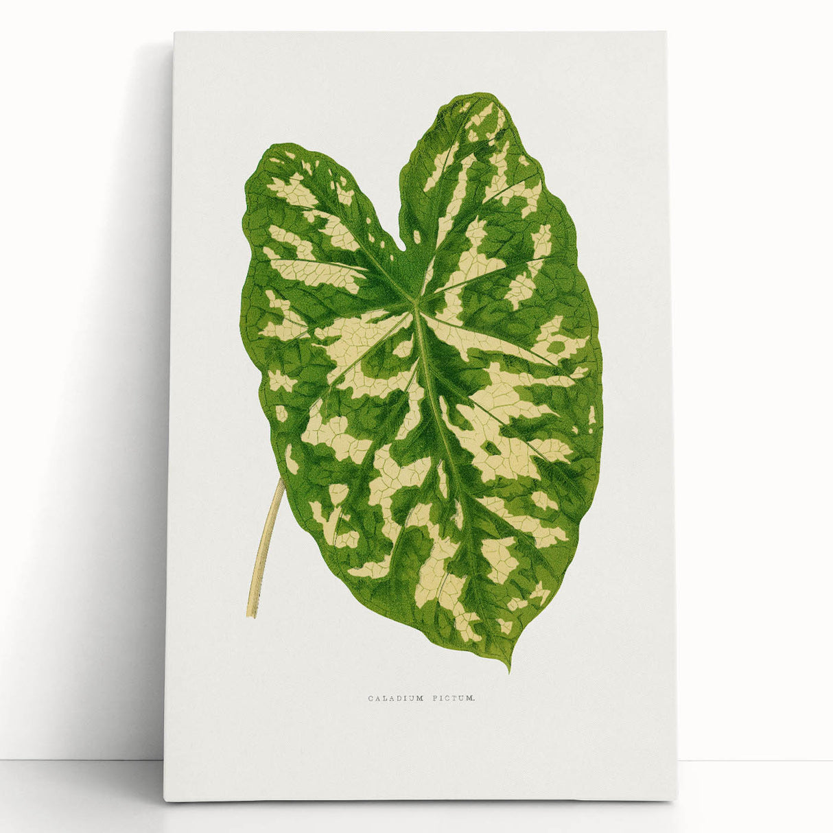 Caladium Pictum Leaf - Romanticism Botanical Canvas Wall Art