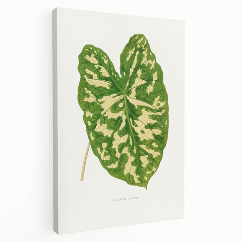 Caladium Pictum Leaf - Romanticism Botanical Canvas Wall Art