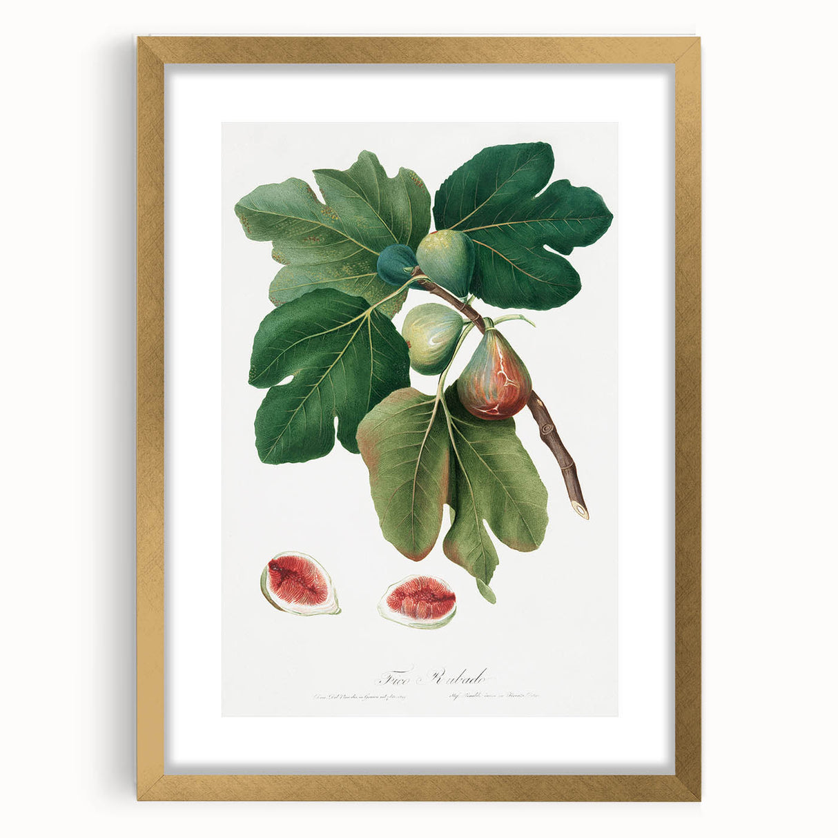Common Fig Botanical Art - Romanticism Print by Giorgio Gallesio