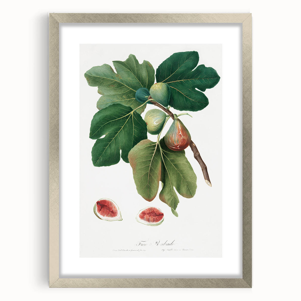 Common Fig Botanical Art - Romanticism Print by Giorgio Gallesio