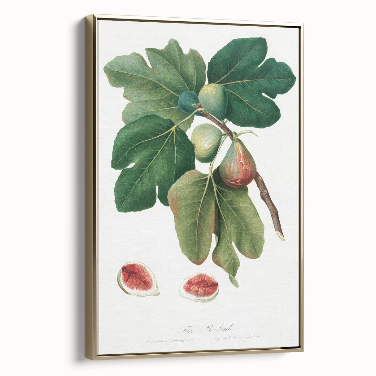 Common Fig Botanical Art - Romanticism Print by Giorgio Gallesio