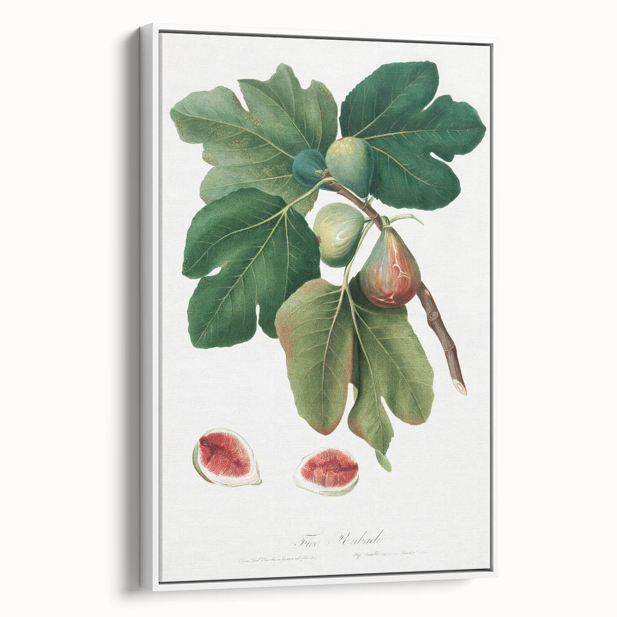 Common Fig Botanical Art - Romanticism Print by Giorgio Gallesio
