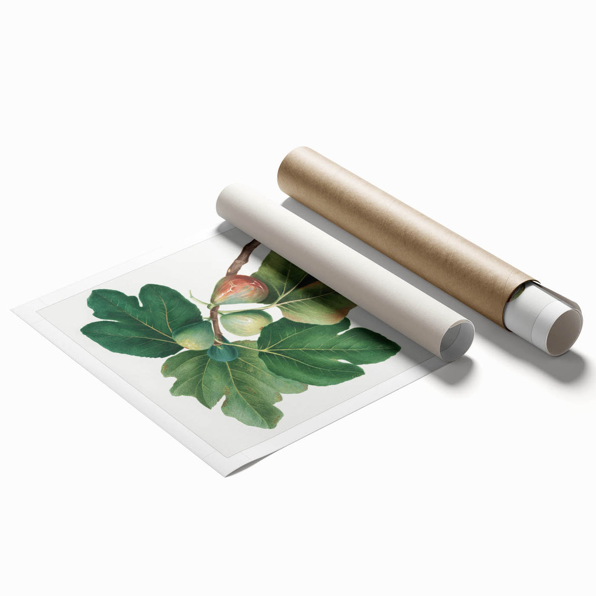 Common Fig Botanical Art - Romanticism Print by Giorgio Gallesio